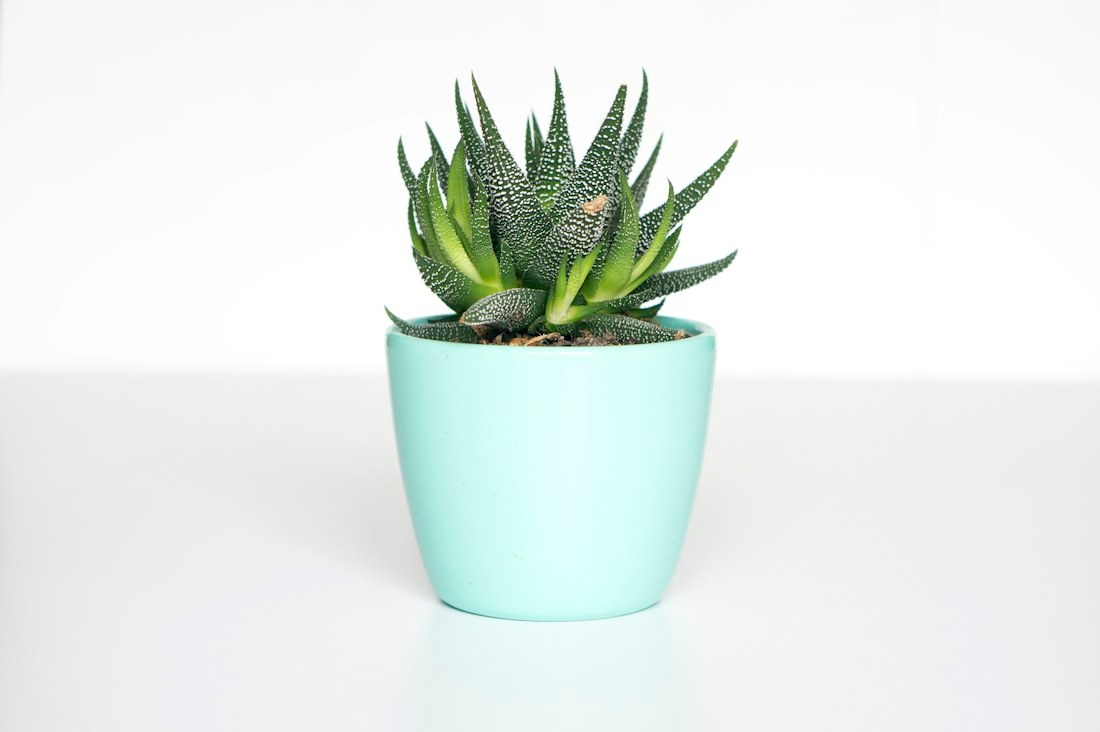 Maceta Menta